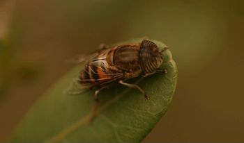 危なすぎる 戦わずに逃げた方がいい超危険生物25 ギベオン 宇宙 地球 動物の不思議と謎