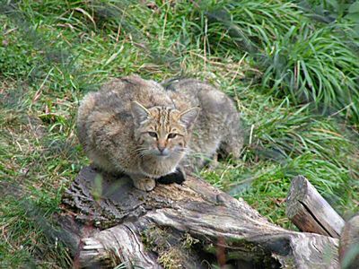 日本の絶滅危惧種 近い将来見られなくなる日本の動物リスト ギベオン 宇宙 地球 動物の不思議と謎