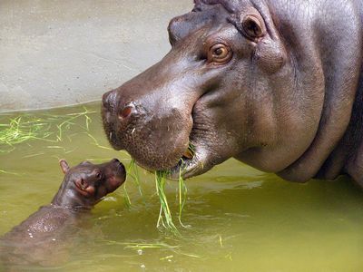 最新の絶滅危惧種 地球から姿を消すメジャーな動物たち ギベオン 宇宙 地球 動物の不思議と謎