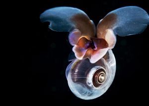 不思議な深海魚たち 怖いのキモいのかわいいの ギベオン 宇宙 地球 動物の不思議と謎