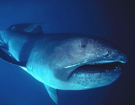 画像をダウンロード ジョーズ サメ 種類 かわいい魚ギャラリー