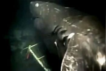 太古の巨大鮫メガロドン 生存の可能性と目撃事例に迫る ギベオン 宇宙 地球 動物の不思議と謎