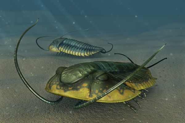 閲覧注意 三葉虫の奇妙な生態と絶滅の理由 ギベオン 宇宙 地球 動物の不思議と謎